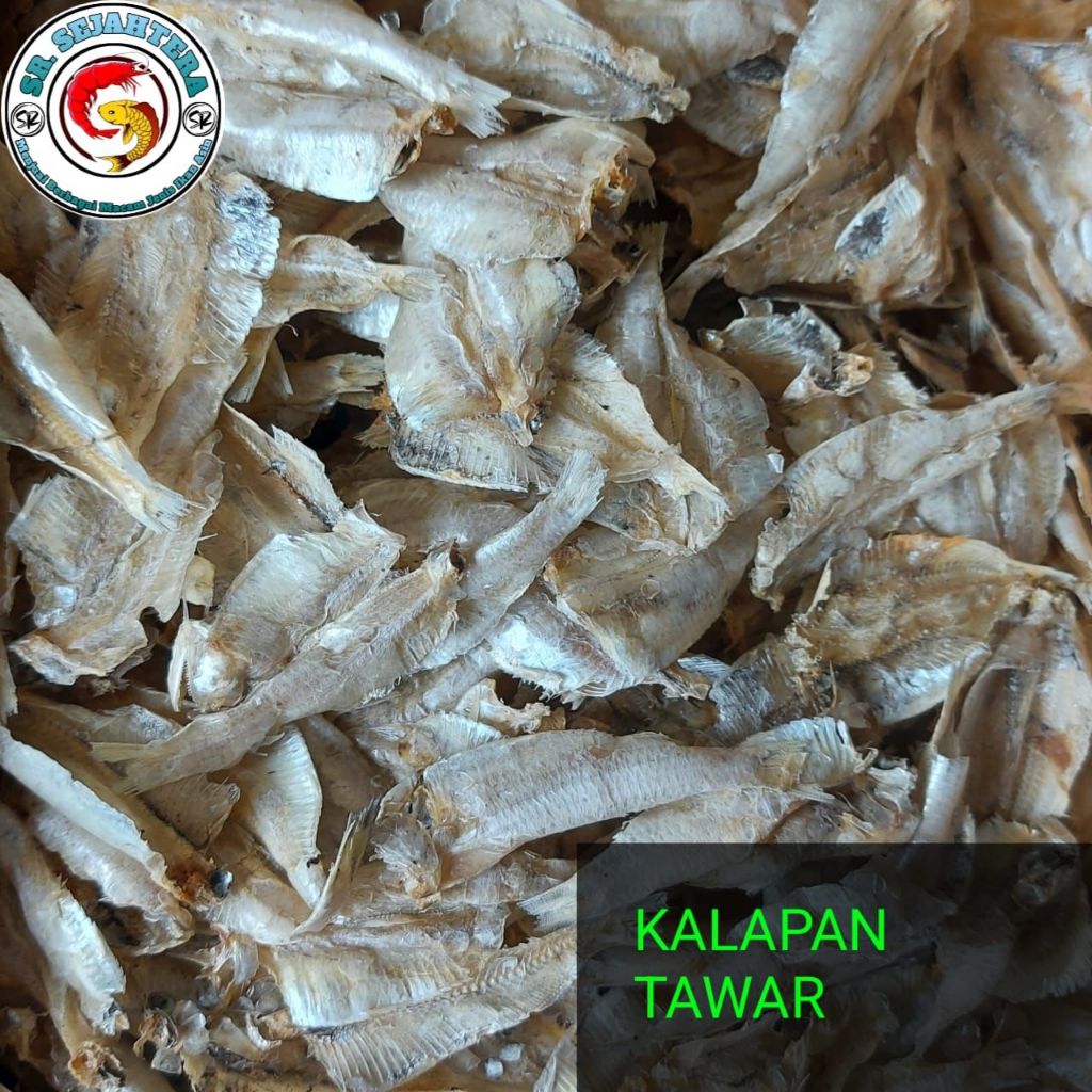 

IKAN KALAPAN TAWAR / IKAN KALAPAN / IKAN ASIN