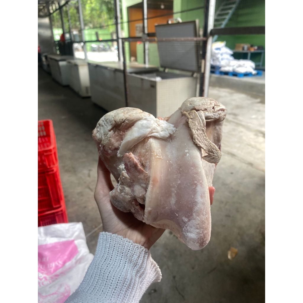 

Bonggol tulang dengkul sapi 1kg Hanya 7rb/tulangan sapi/bisa buat kaldu sop/bakso/