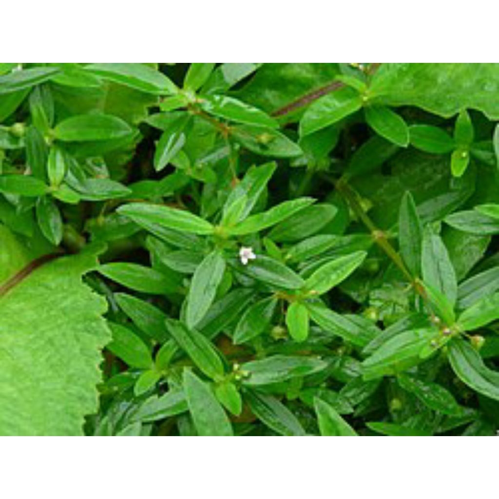 

daun mutiara segar obat herbal alami 250gr - 1kg