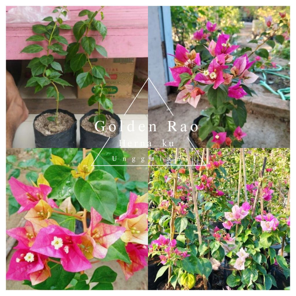 Bunga Bugenvil GOLDEN RAO Import Orian | Bougenville GOLDEN RAO Bunga Gradasi Cantik Menarik