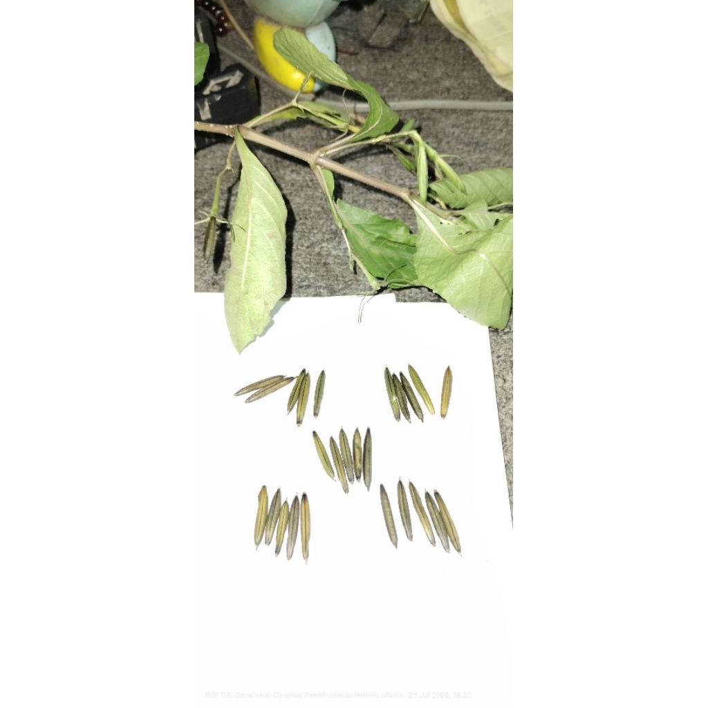 

biji pletekan isi 25pcs