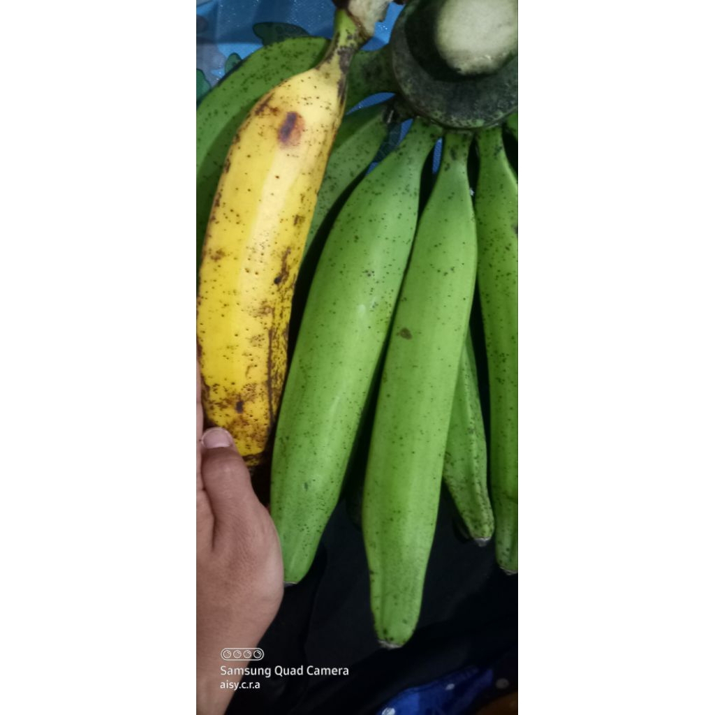 

Pisang Tanduk Sedang Organik perbuah beli 5buah ada fee