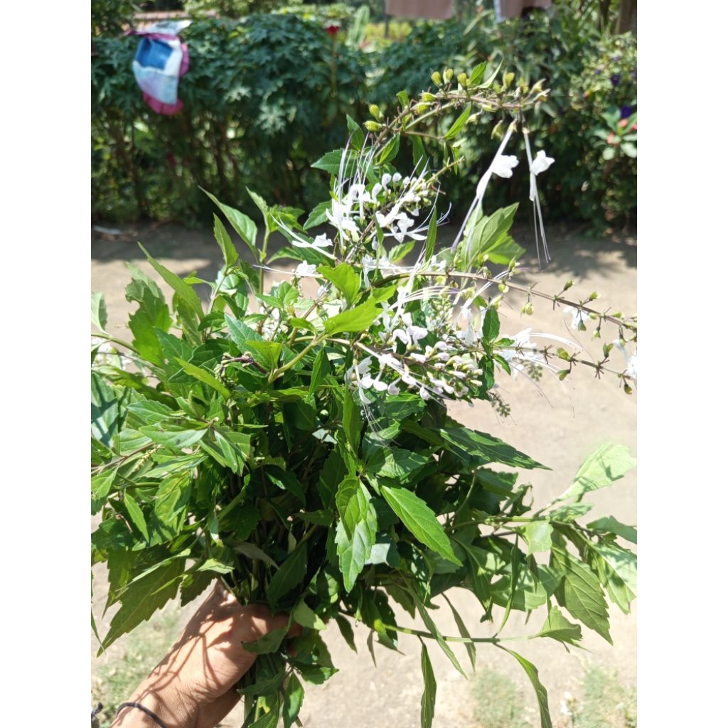 

Daun kumis kucing segar 500 gram