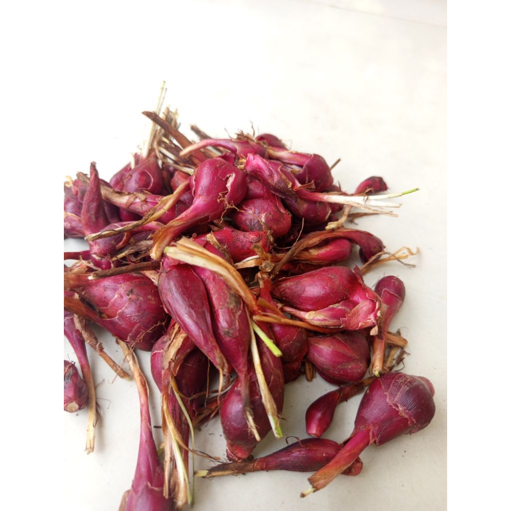 

bawang dayak segar 1kg termurah