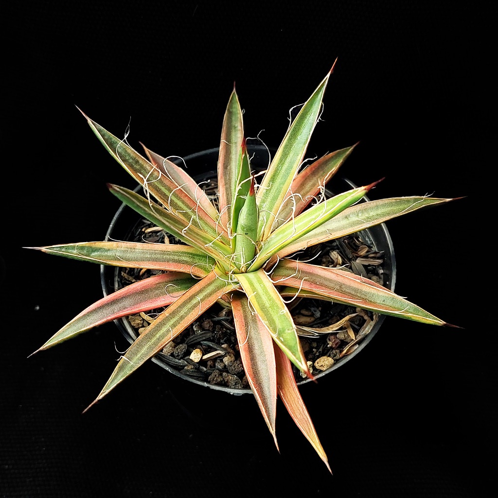 Agave leopoldii Hammer Time | kaktus | sukulen | tanaman hias