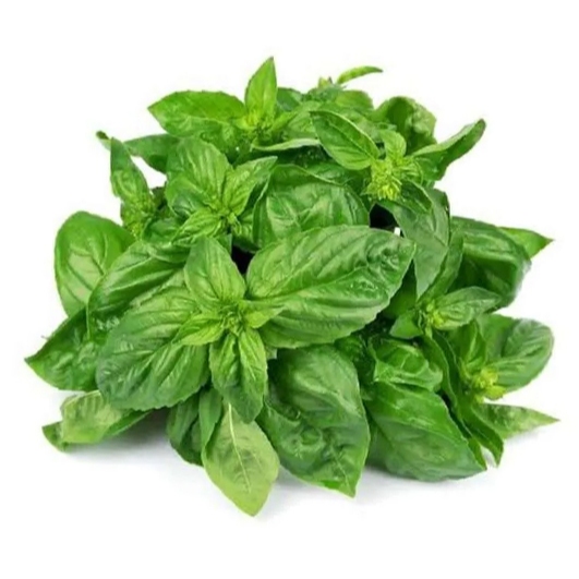 Basil/Basil Segar/Daun Basil Segar/Fresh Basil/Daun Basil/1 Kg