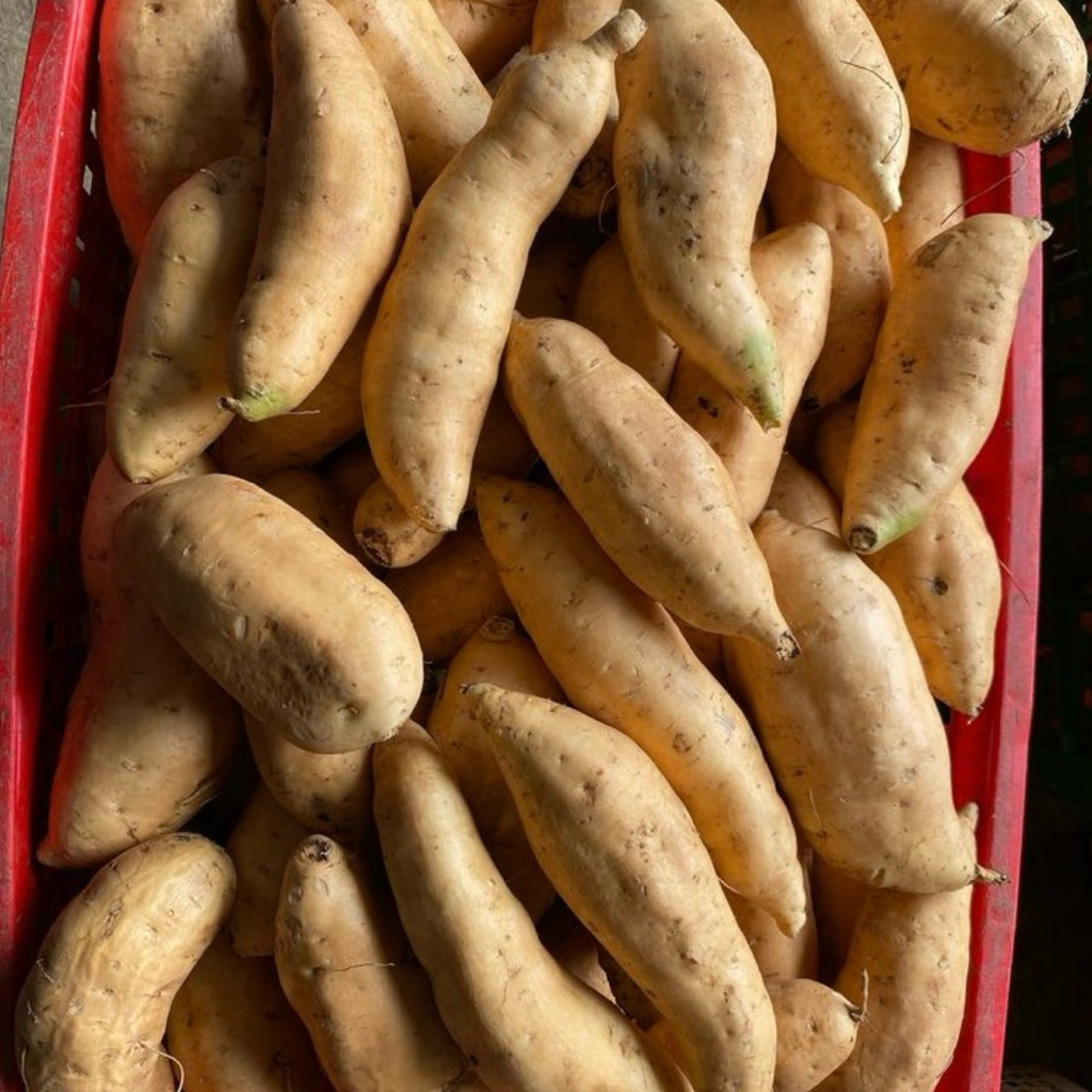 

UBI MADU CILEMBU SUPER MANIS ASLI PEGUNUNGAN PACET/TRAWAS MENTAH 500GRAM