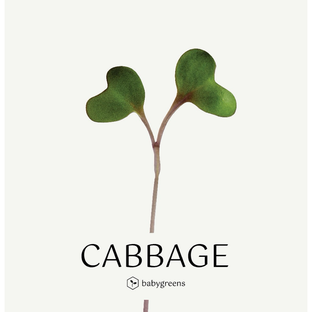 

[BABYGREENS] Cabbage Microgreens
