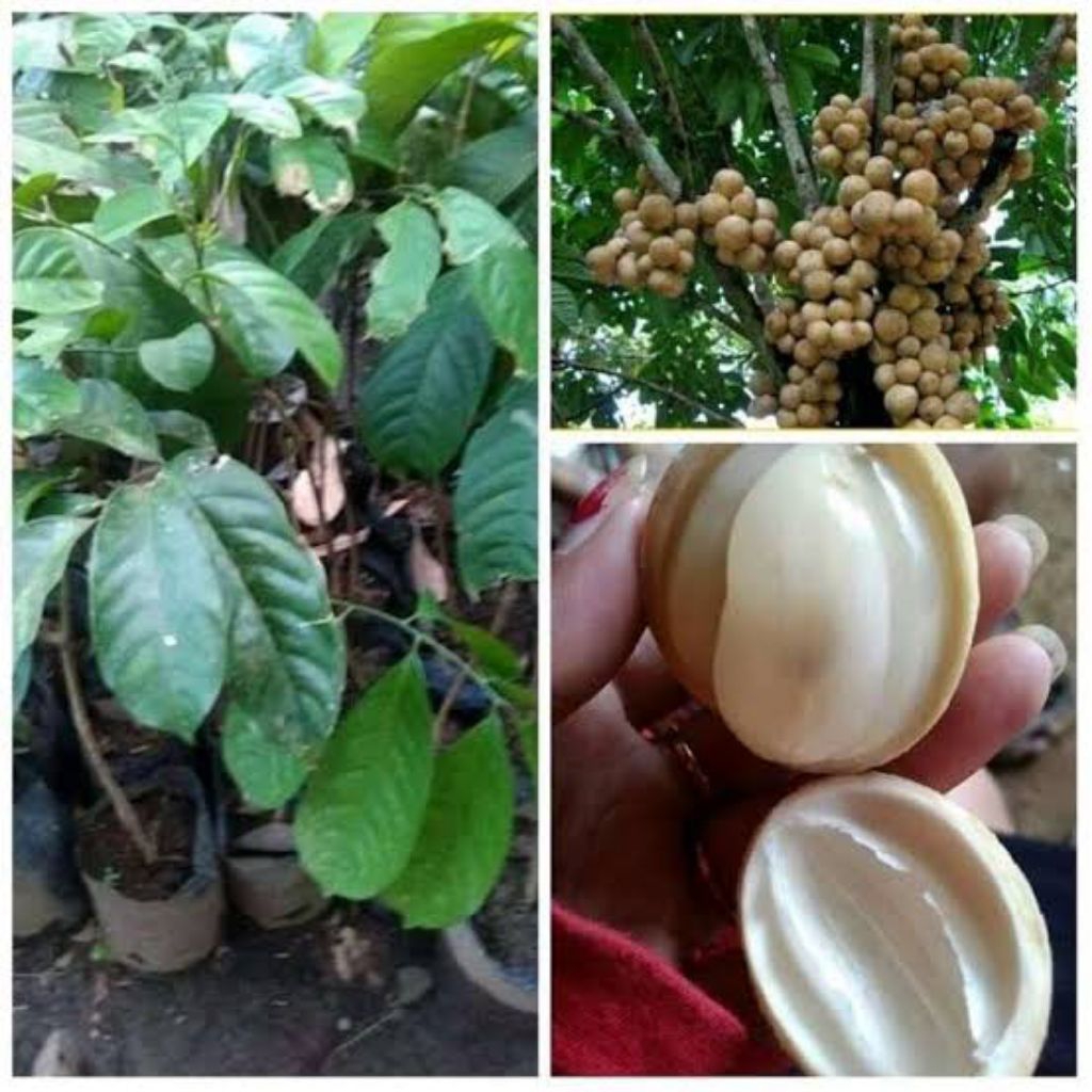 Bibit duku dukuh asil manis super okulasi