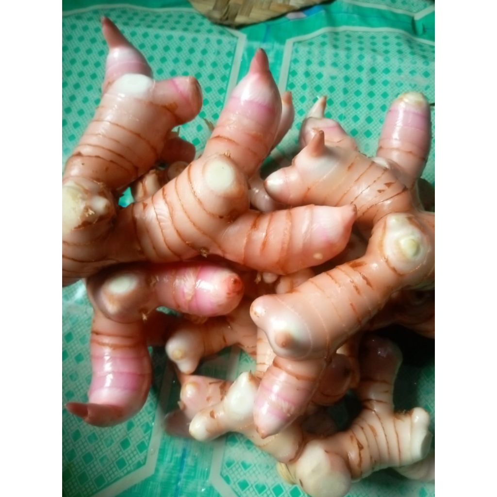 

lengkoas merah/laos merah seger 1kg