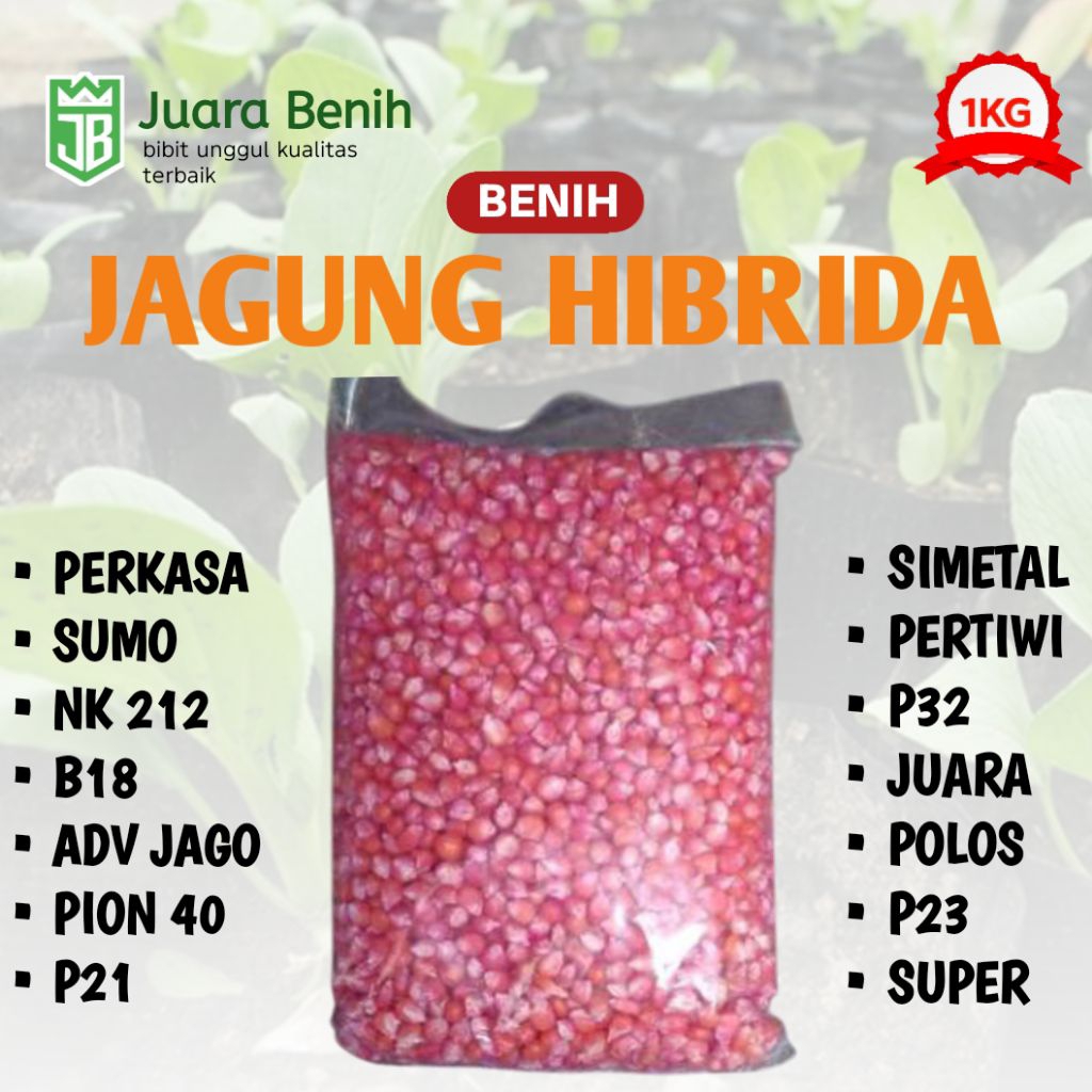 1 KG BENIH JAGUNG HIBRIDA LENGKAP P27, P32, P21, B18, PERKASA, SUMO, ADV JAGO BENIH JAGUNG UNGGUL SI