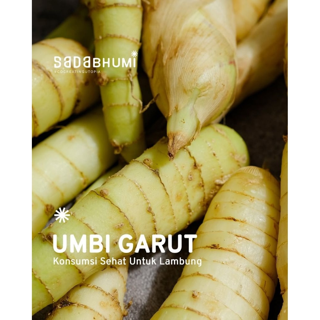 

Umbi garut Muria – untuk Kesehatan Lambung