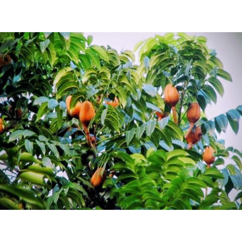 

500 gram daun mahoni segar kualitas super