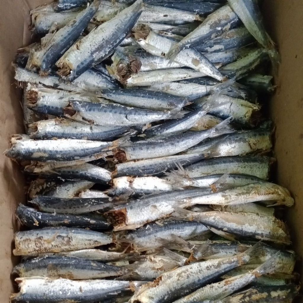 

ikan rebus lesi atau sarden