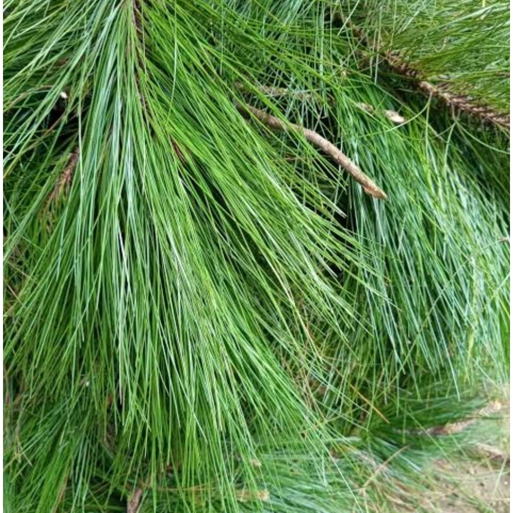 

Daun pinus segar paket hemat 500 gram-az