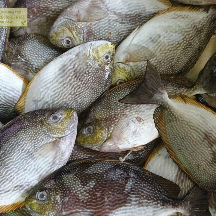 

Ikan Baronang Segar Ikan Baronang 1Kg