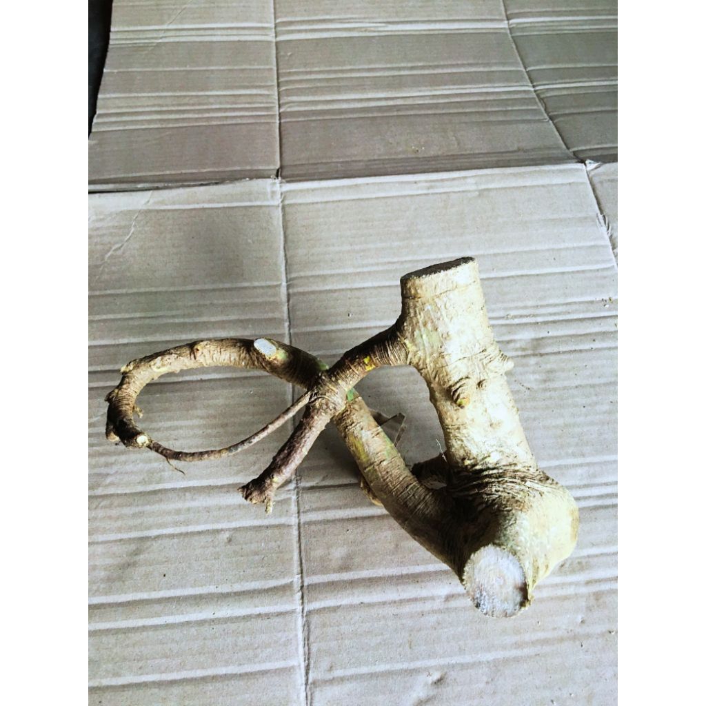 akar kayu mimang unik asli alam