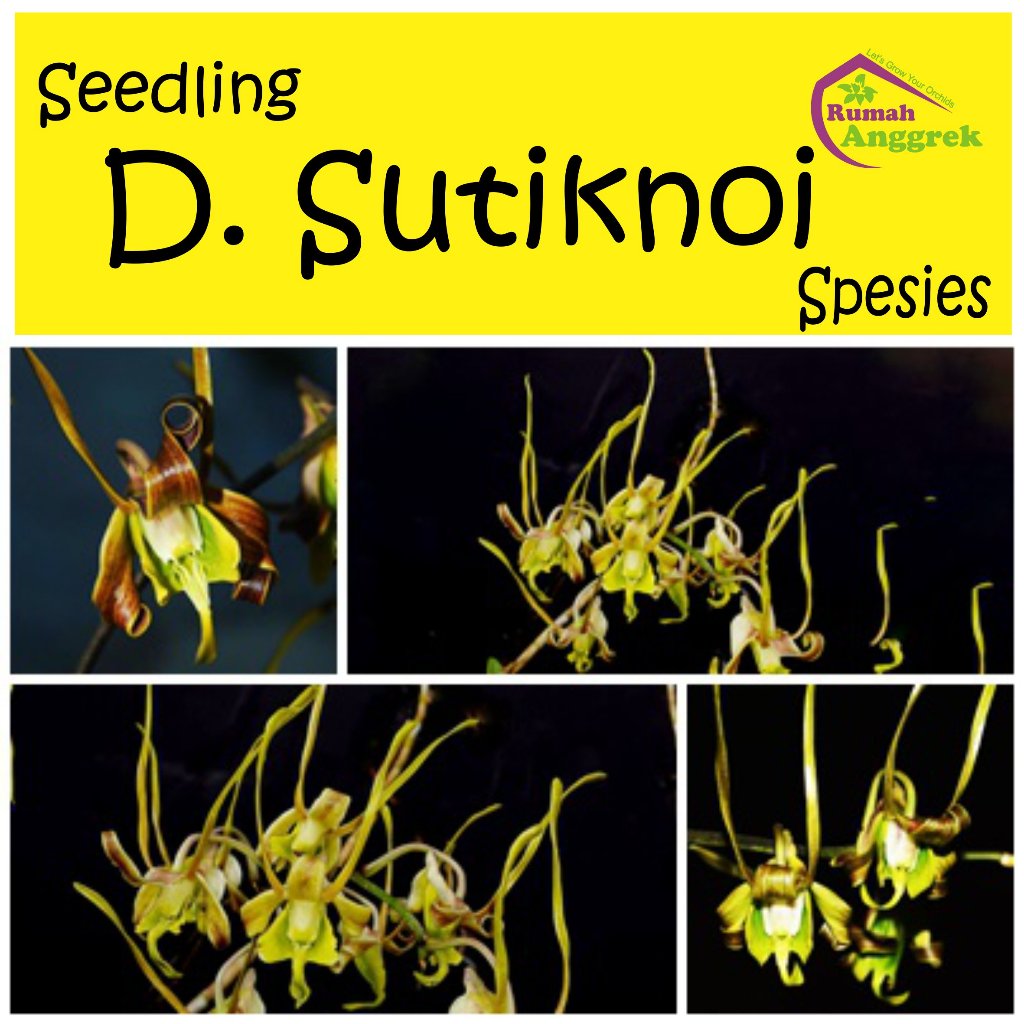 Seedling Anggrek Dendrobium Sutiknoi spesies keriting dendro siraja tanduk endemik papua kriting bul