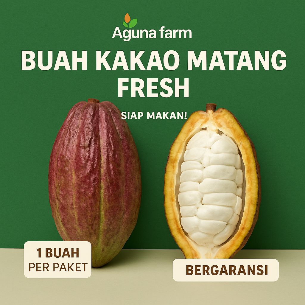 

Buah Coklat atau Kakao Premium MCC02 Siap Konsumsi dan dijadikan bibit – Langka, Manis, Asam, dan Menyegarkan!