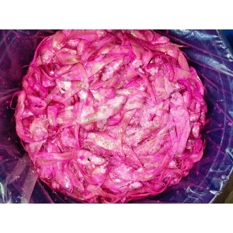 

makanan fermentasi enak Fumi koi fung mui koi / fermentasi ikan bulu ayam asli pemangkat