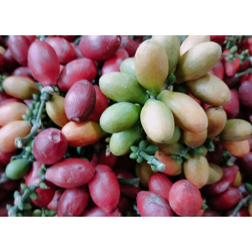 

Melinjo 250gr - 1Kg | Jbp Fresh