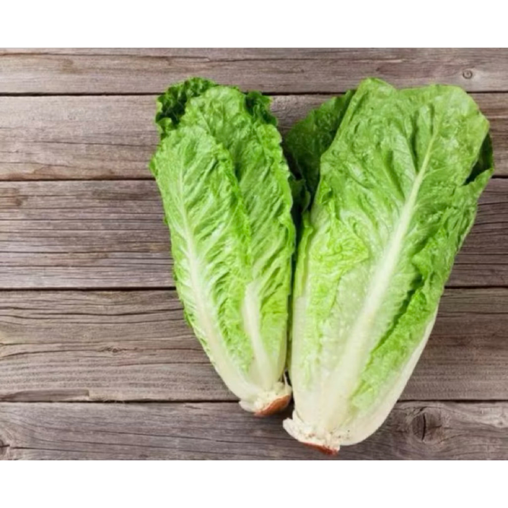 

sayur romaine lettuce organik 1kg