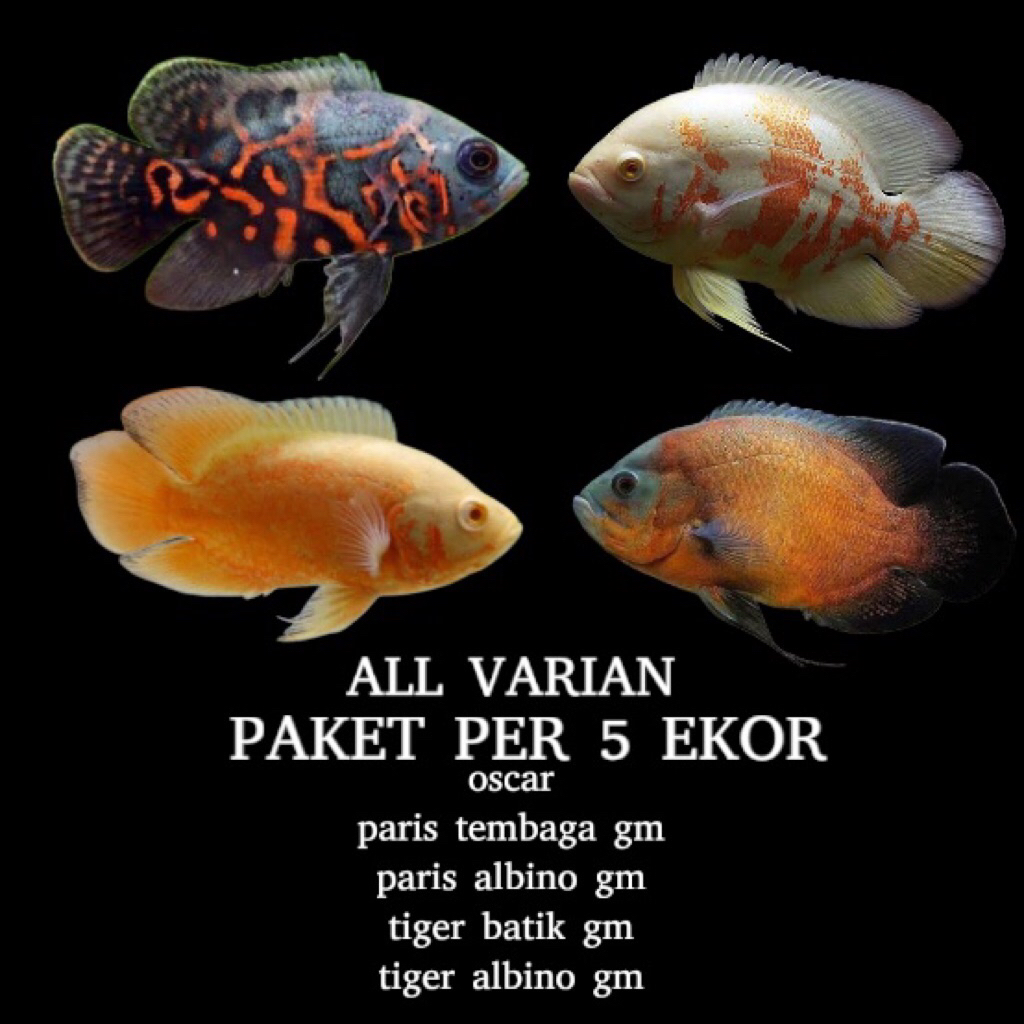Paketan per 4 ekor all varian oscar tiger batik tembaga tiger albino dan paris albino hiasan aquariu