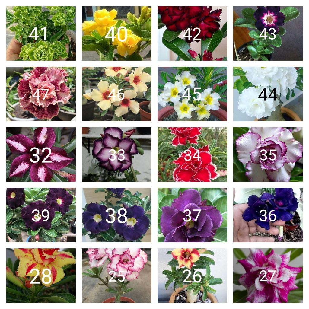 Tanaman hias adenium paket 20 macam jenis bunga