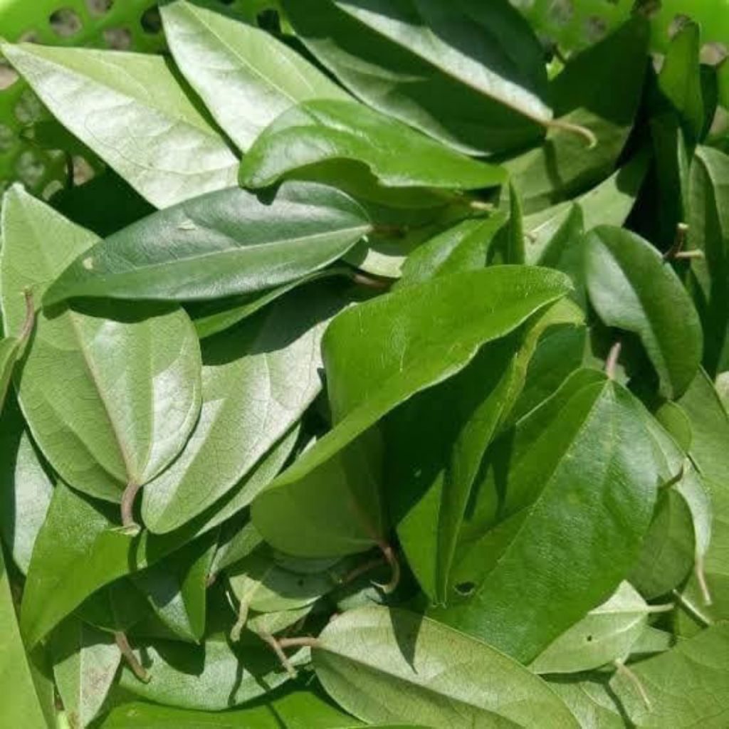 

Daun cingcau rambat segar di petik langsung ketika orderan datang 250grm