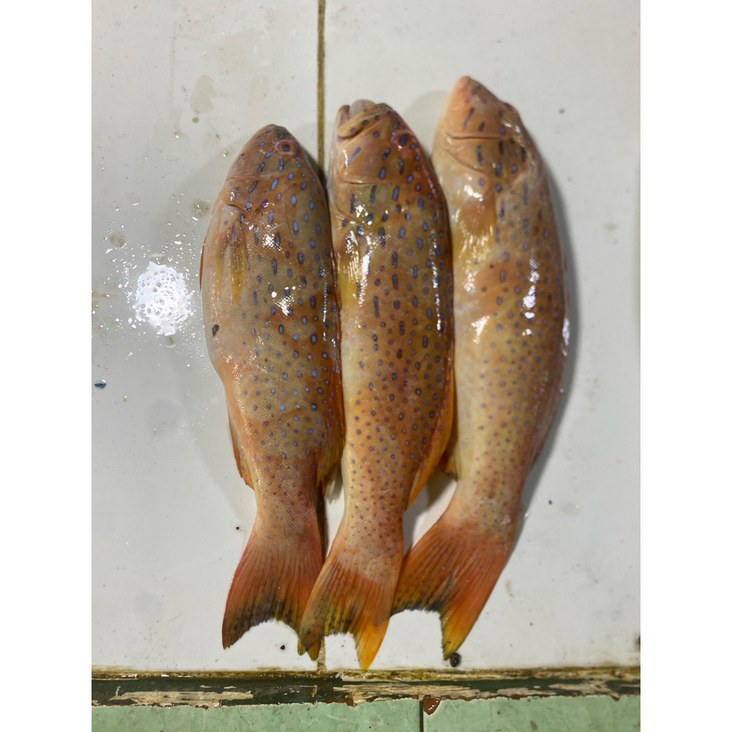 

Ikan Fresh Kerapu lodi Berat 1kg Isi 1-2