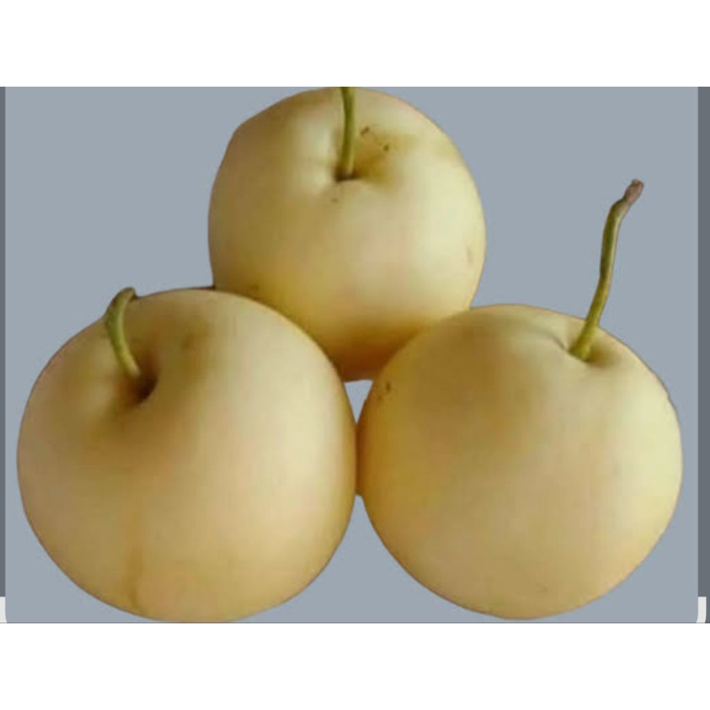

Pear Century Madu 500gram