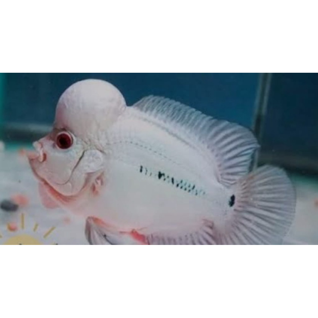 louhan thaisilk burayak gen thailand