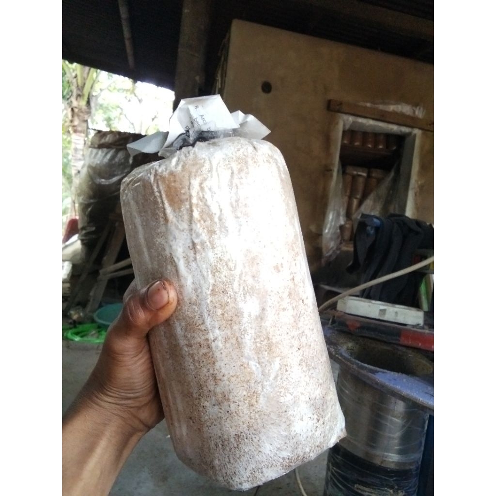 

baglog jamur siap tumbuh