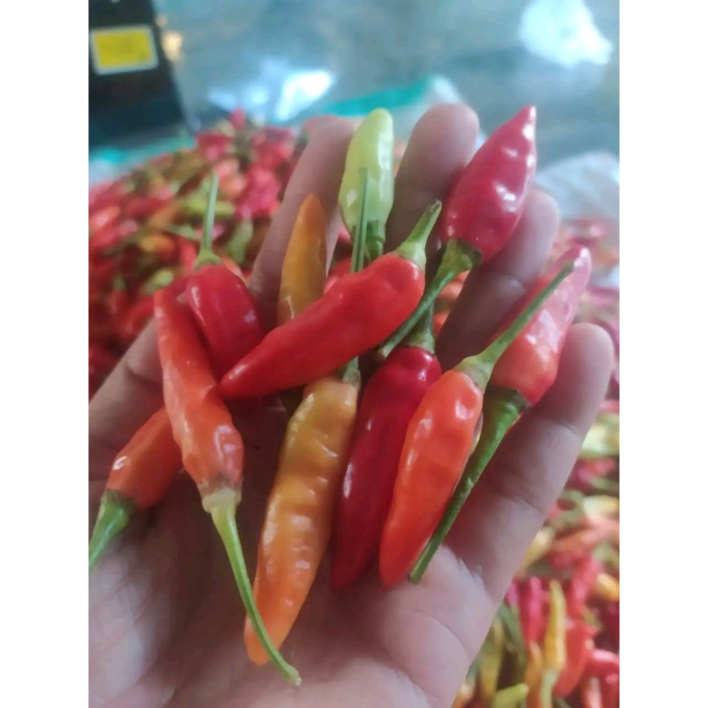 

Cabe Rawit Merah Segar Pedas Sangat Cocok