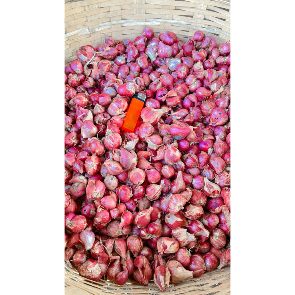 

bawang merah protolan Super JUMBO