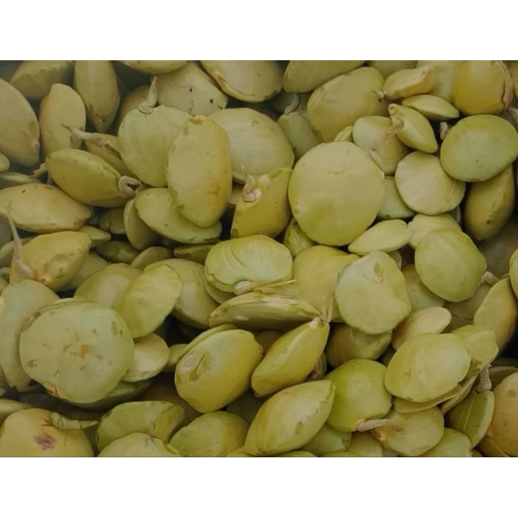 

jengkol muda mentah 500 gram super sudah di kupas