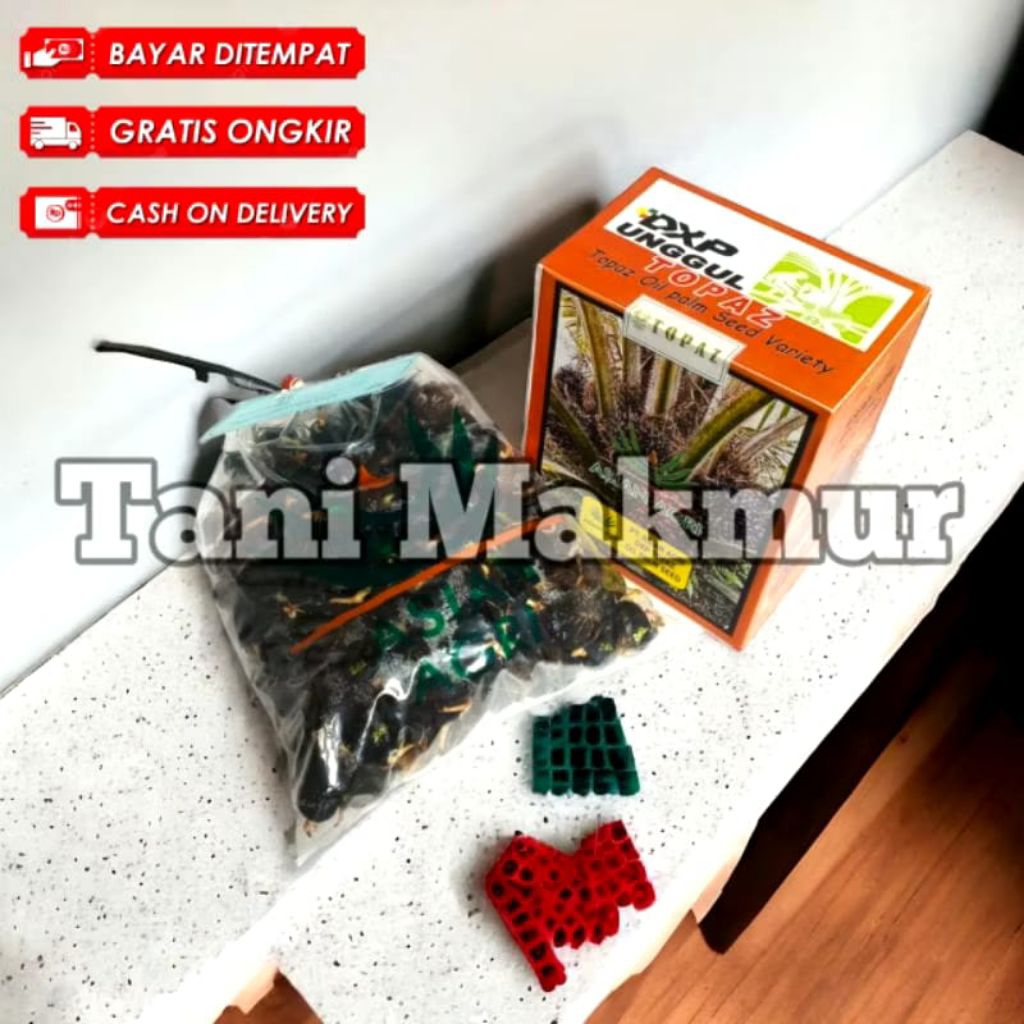 bibit kecambah sawit DxP TOPAZ berkualitas Unggul