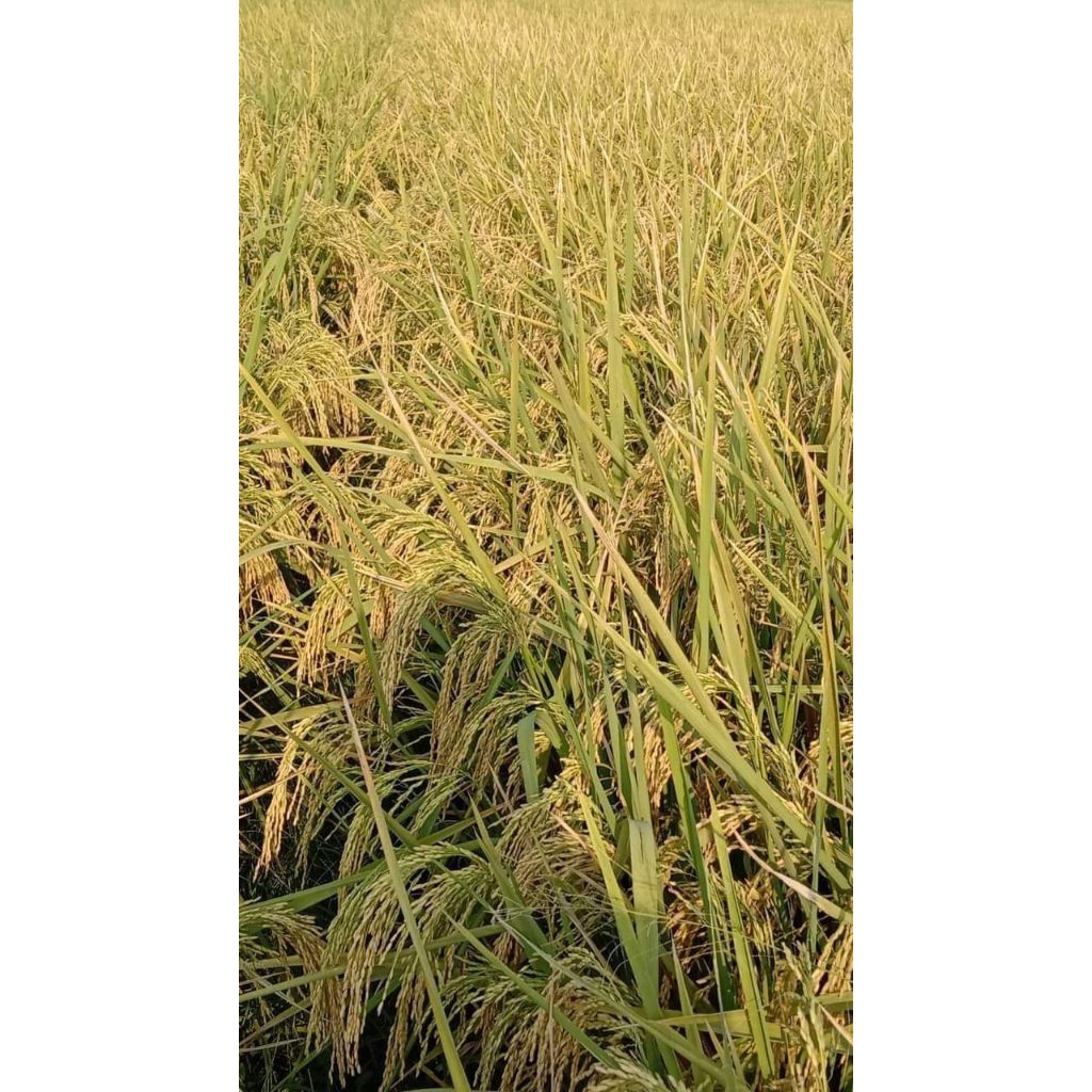 BENIH PADI LOKAL SAKONG ORIGINAL