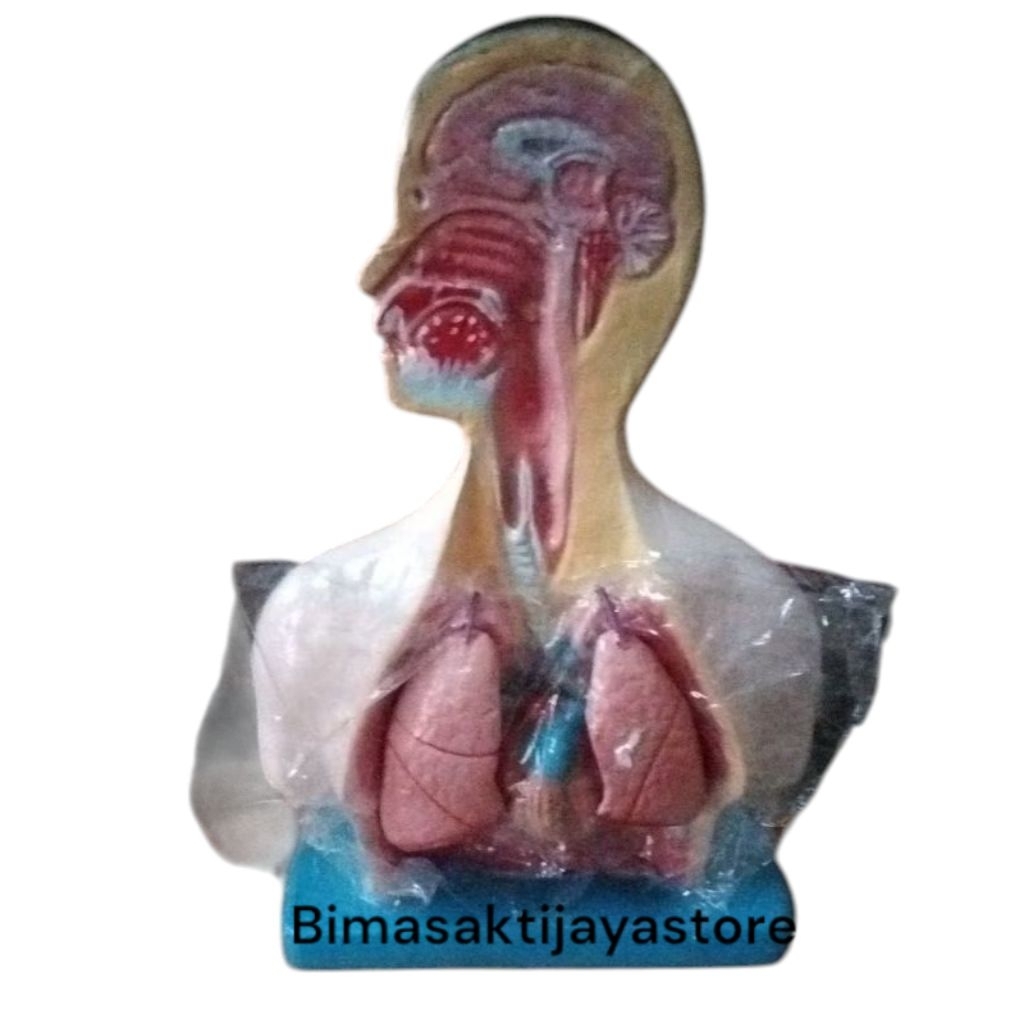 

PERNAFASAN MODEL TORSO PERNAFASAN MANUSIA