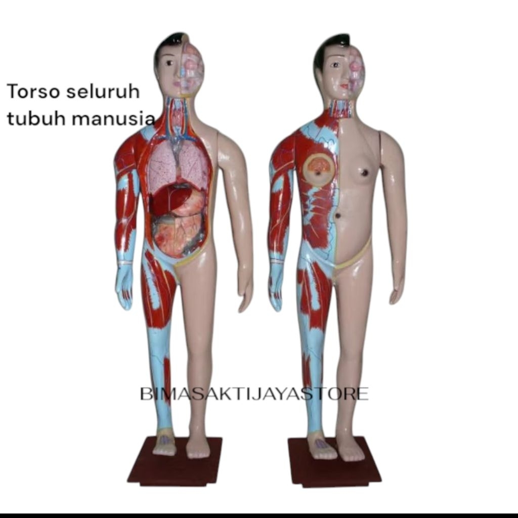 

TORSO SELURUH TUBUH MANUSIA MODEL ANATOMI MANUSIA TINGGI 150 CM