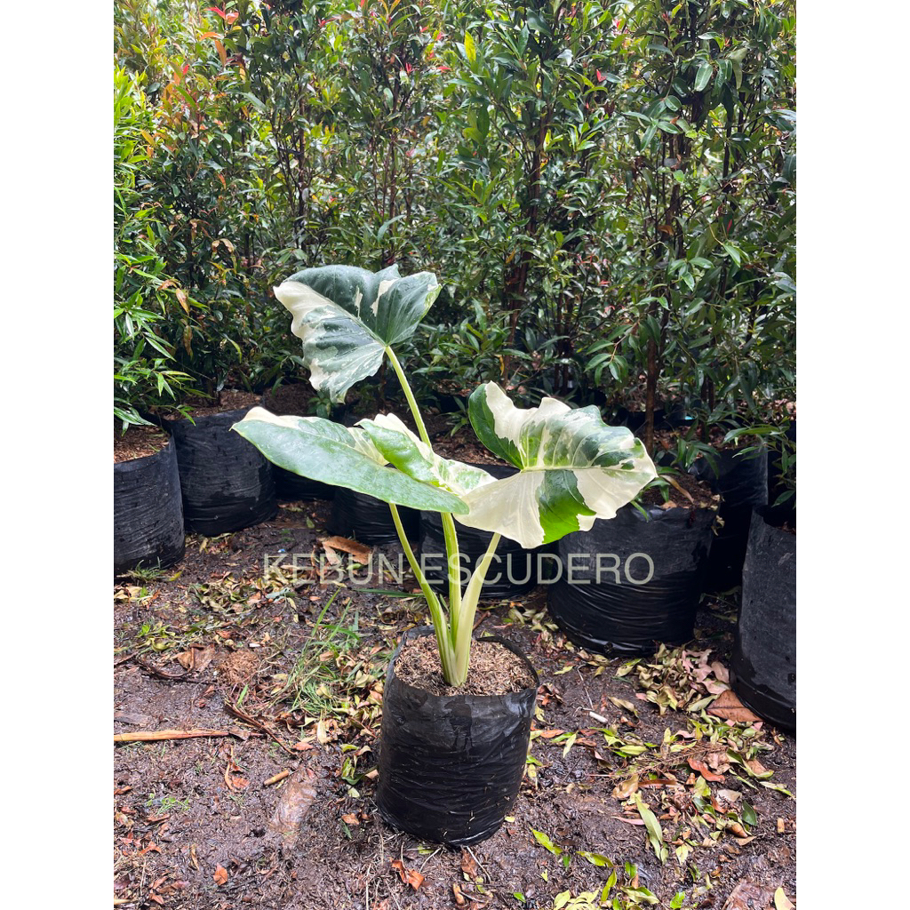 Sente Varigata - Tanaman Hias Alocasia Sente Varigata - Sente Varigata Murah