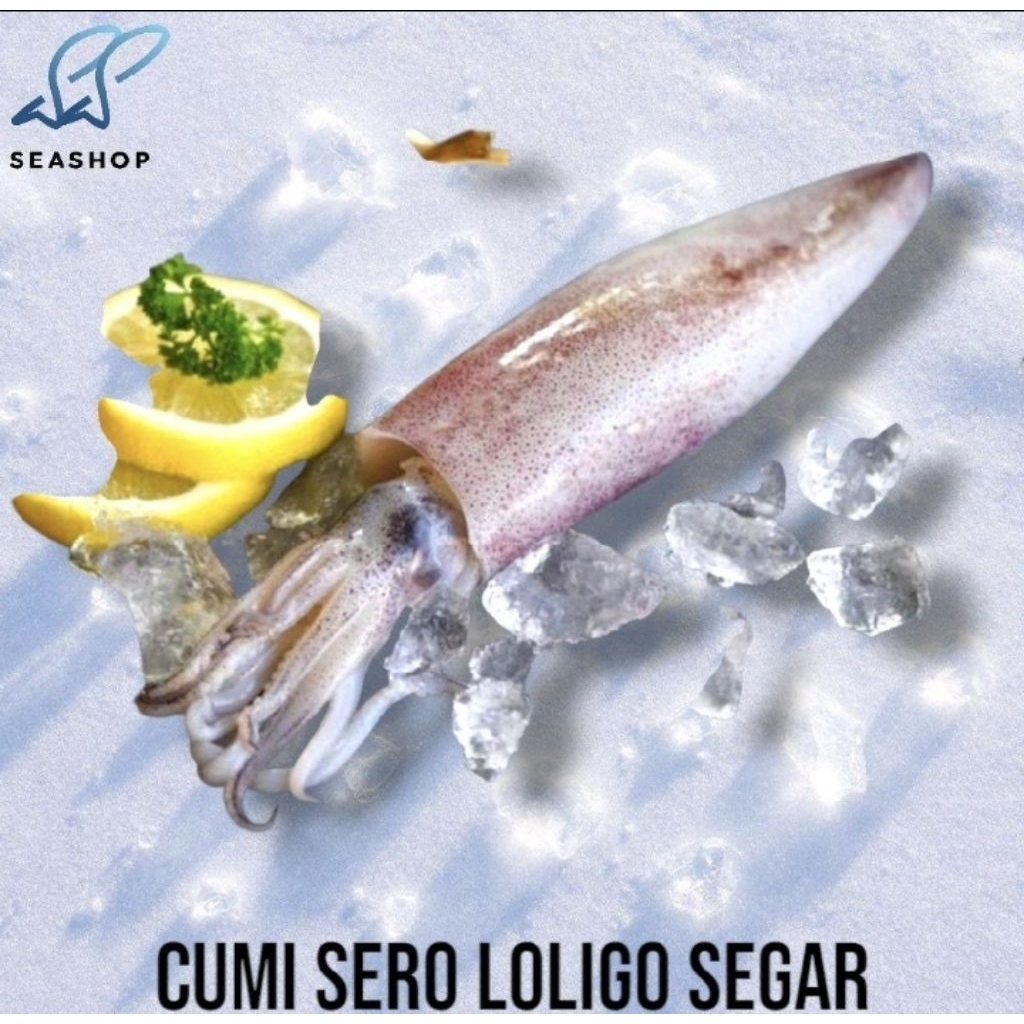 

Cumi Sotong Loligo - Cumi Sero Segar - Fresh Seafood
