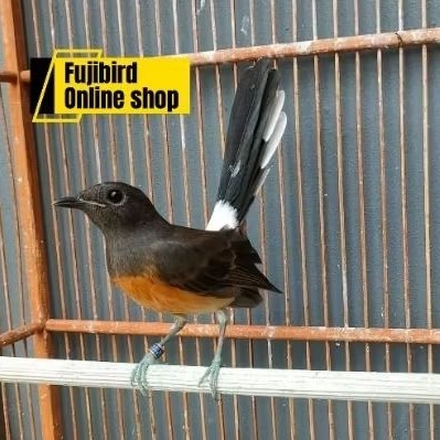 MURAI BATU MEDAN BETINA SIAPAN