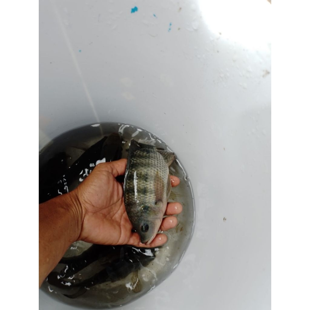 

Nila konsumsi bioflok gemuk budidaya sendiri