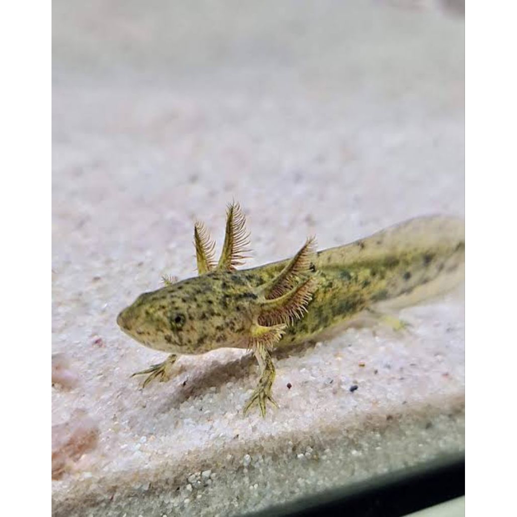 penghias Aquarium axolotl marbel panjang 7-8 cm