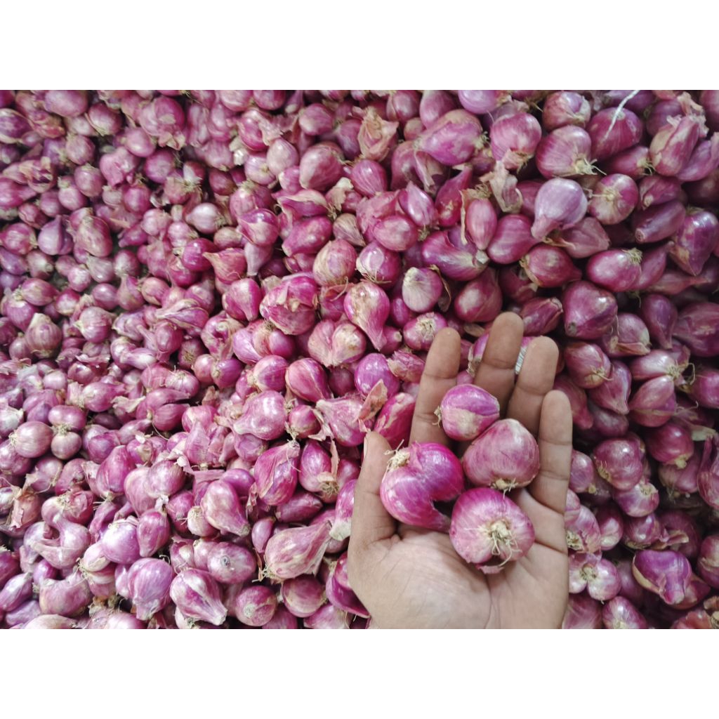 

Brambang super lokal jawa kering 1 kg