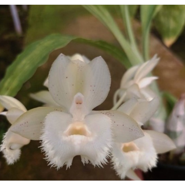 Botanica BC 15 - Anggrek Catasetum/Clowesetum Cosmic Sunlight (Clow. Alaena Lawson x Ctsm. Bound of 