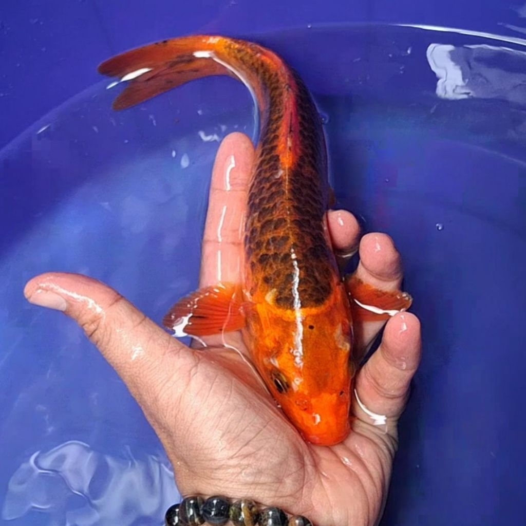 Ikan Koi Blitar Jenis Aka Matsuba / Rumah Koi Jakarta / kode 003