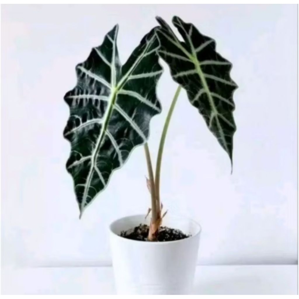 Tanaman Hias Keladi Alocosia Amazon / Tanaman Hias Keladi / Pohon Amazon