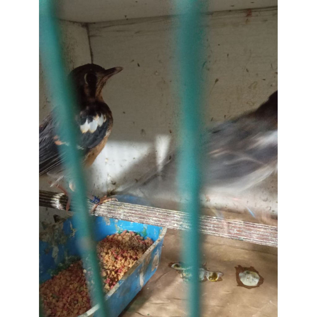 Anis kembang trotolan makan voer